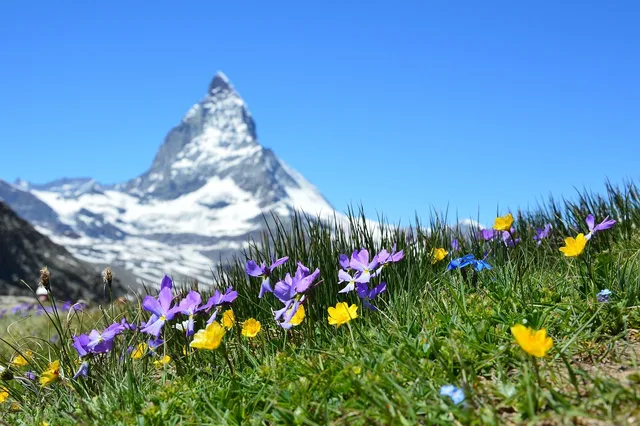 flowers, beautiful flowers, meadow, flower wallpaper, grass, bloom, blossom, plants, field, mountain, landscape, nature, alpine, flower background, alps, swiss alps, matterhorn, zermatt, gornergrat, valais, switzerland. ERP, salari in Svizzera: AVS, LPP e imposta alla fonte